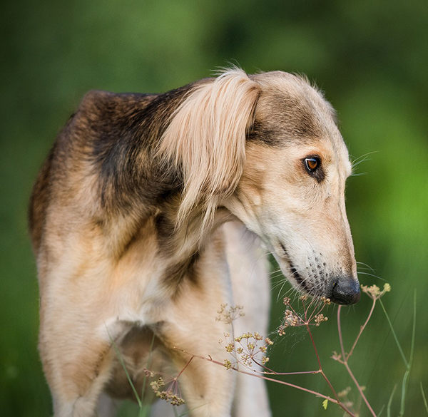 saluki