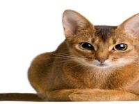 gato abisinio