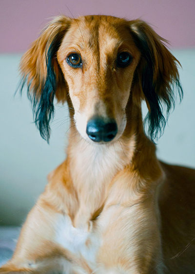 saluki