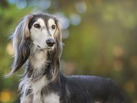 galgo saluki