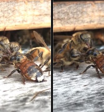 salvando abeja moribunda