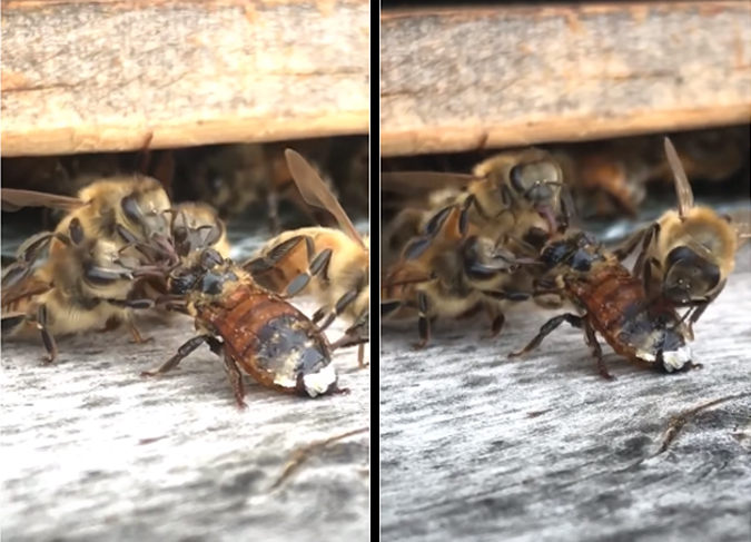 salvando abeja moribunda