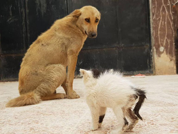 hombre de los gatos de aleppo