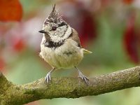 pájaro herrerillo capuchino