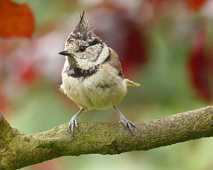pájaro herrerillo capuchino