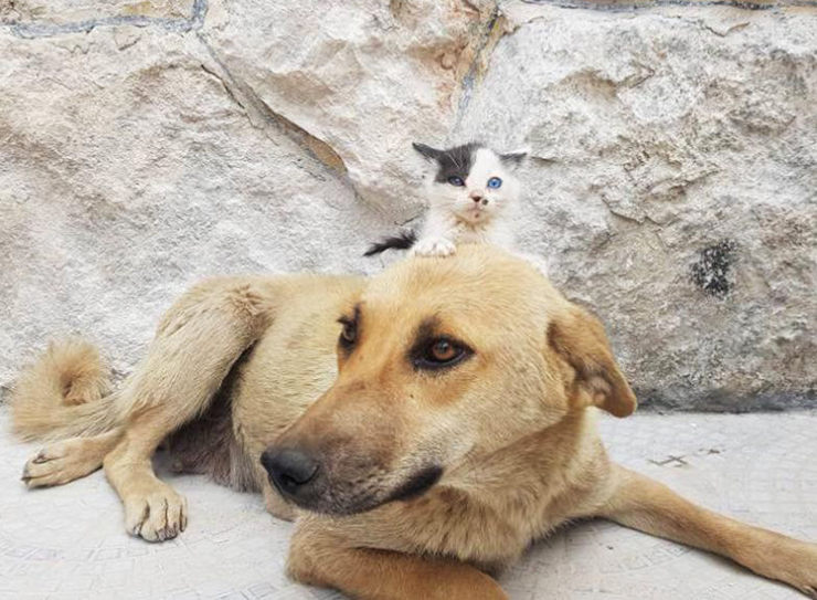 cat man de aleppo gattaro