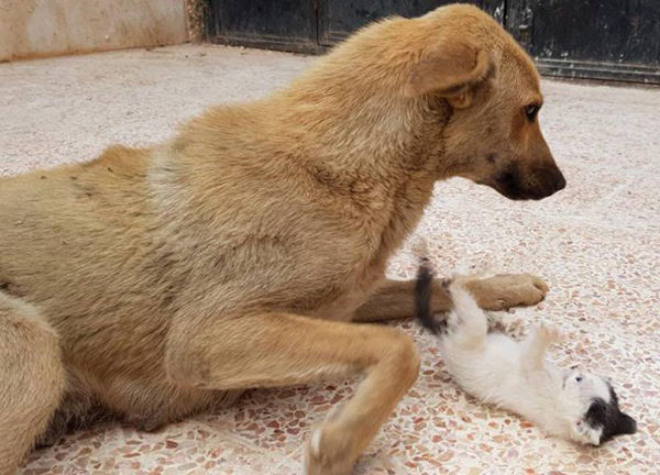 refugio animales aleppo