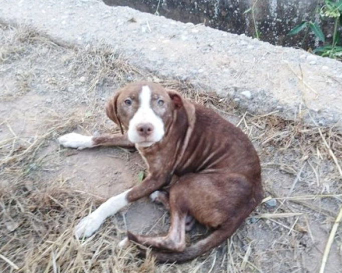 perro y anciano con alzheimer