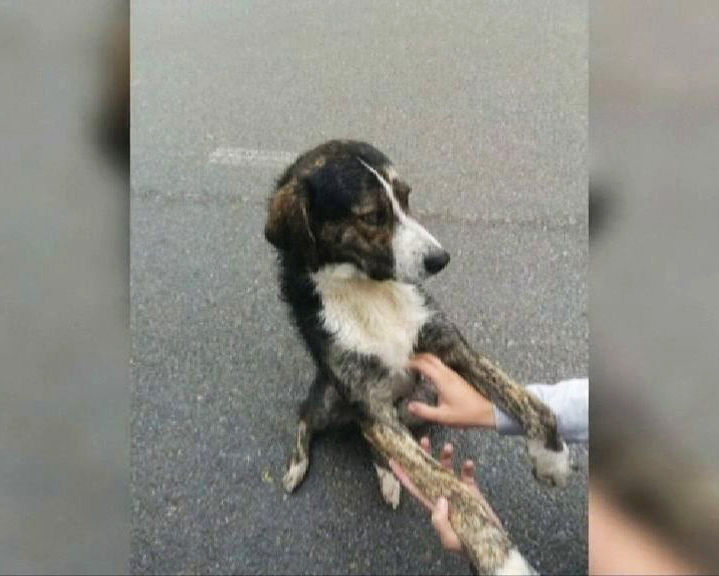 perro ayuda a un ciclista perdido