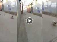 video de perritos gracioso