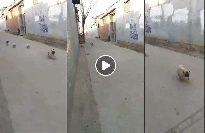 video de perritos gracioso