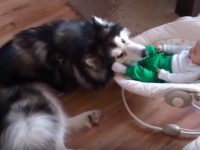 husky y bebé