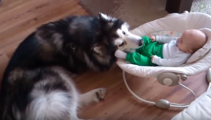 husky y bebé