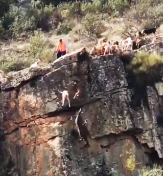 12 perros se despeñan en cacería