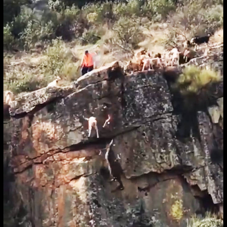 12 perros se despeñan en cacería
