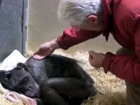 chimpance moribundo reconoce viejo amigo