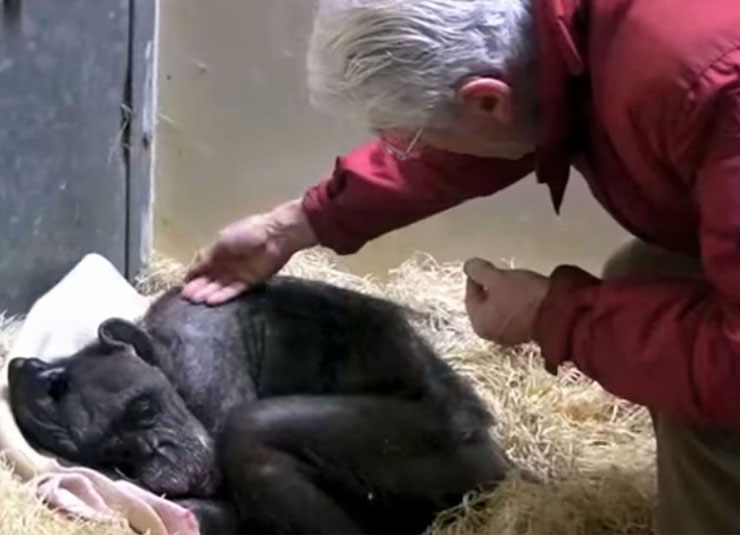 chimpance moribundo reconoce viejo amigo