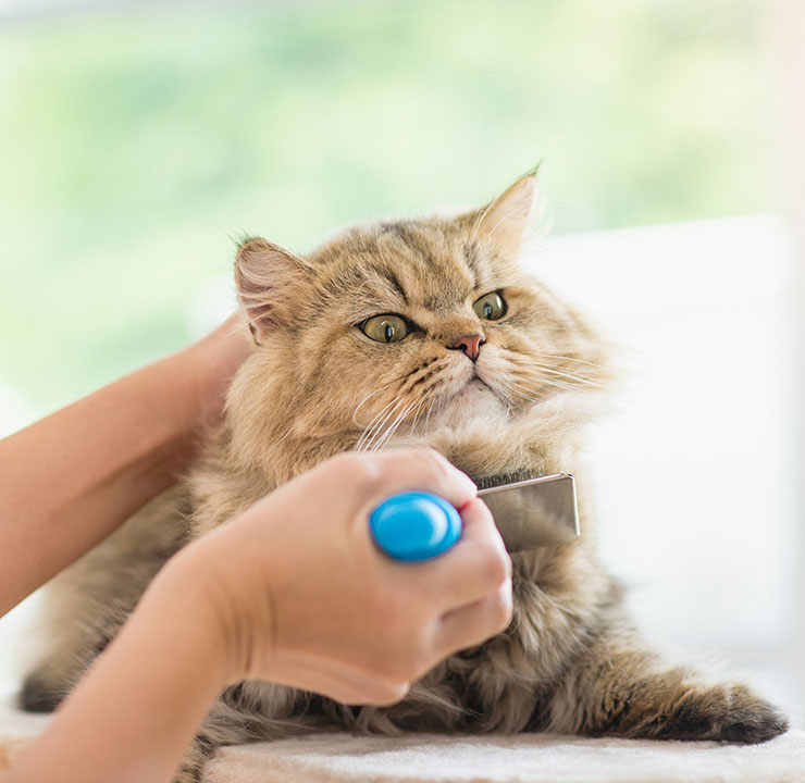 como cuidar un gato persa