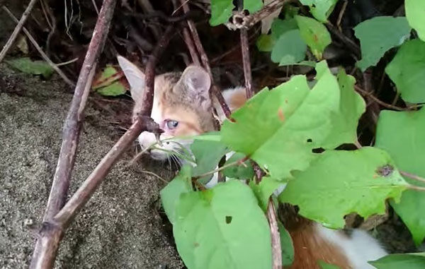 gatito rescatado paralizado anda de nuevo