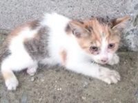 gatito rescatado no podía andar