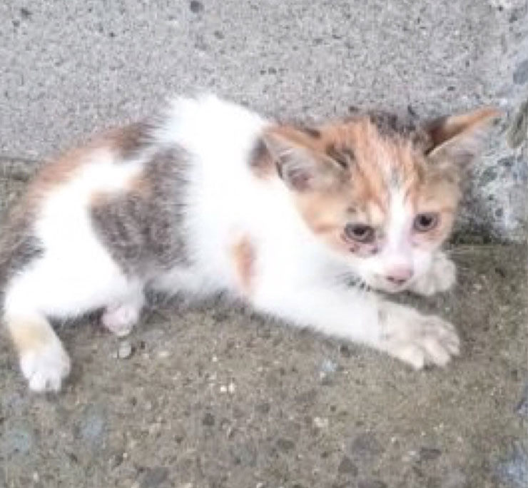 gatito rescatado no podía andar