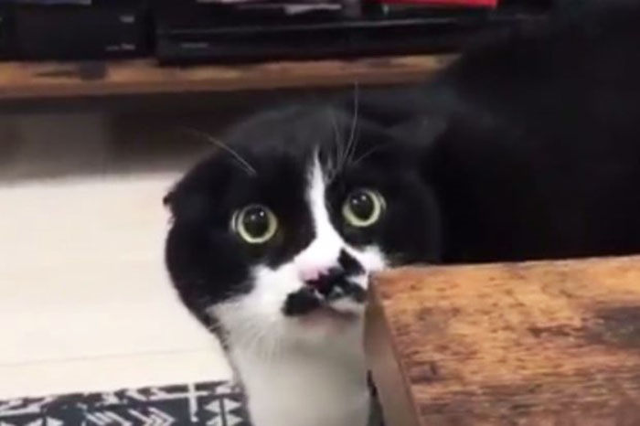 gato dice loliloli oye oye