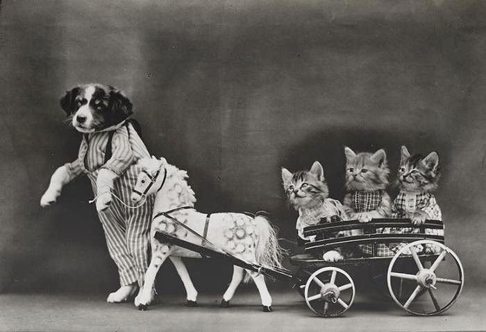 fotos antiguas gatos victorianos
