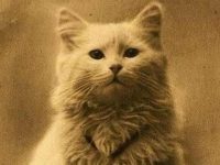 primer gato de la historia