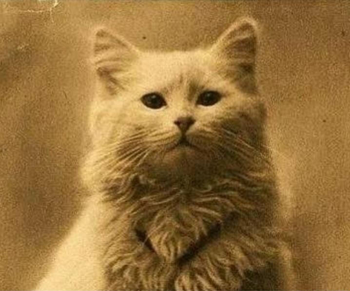primer gato de la historia