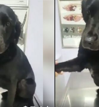 perro en veterinario