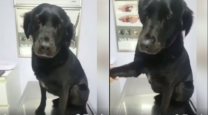 perro en veterinario