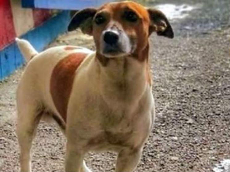 perro policía amenazado por la mafia