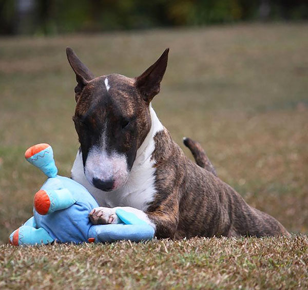 bullterrier