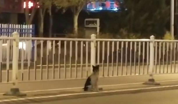 perro esperando a su dueño fallecido en carretera