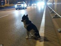 perro espera a su dueño fallecido en una carretera