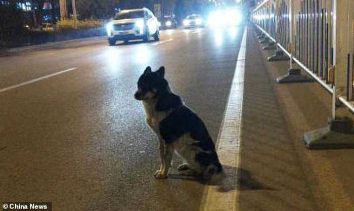 perro espera a su dueño fallecido en una carretera