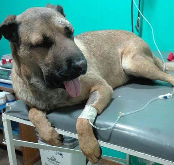 perro mordido por serpiente