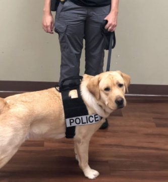 perro policía anti pederastas