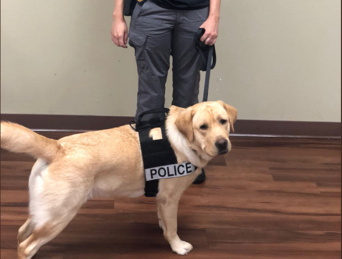 perro policía anti pederastas