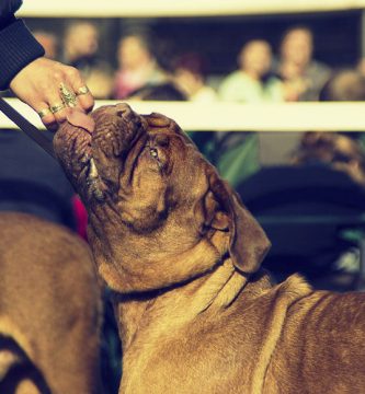 dogo de burdeos perro peligroso