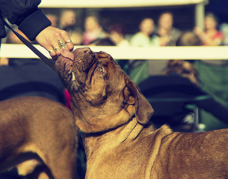dogo de burdeos perro peligroso