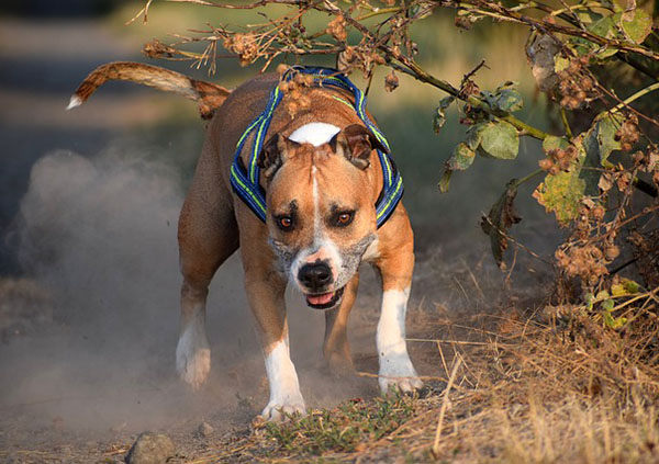 perros matan personas