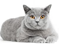 gato british shorthair