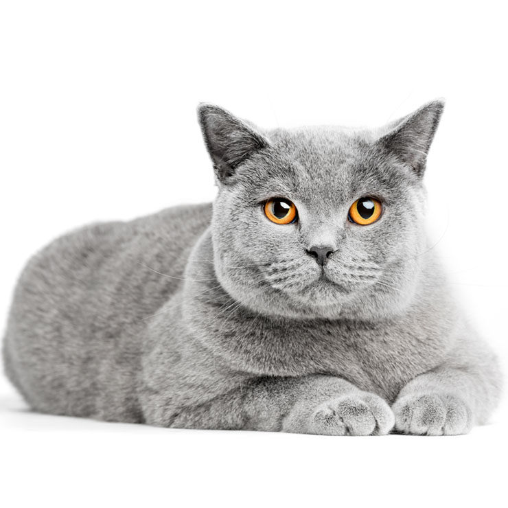 gato british shorthair