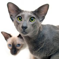 Gato oriental