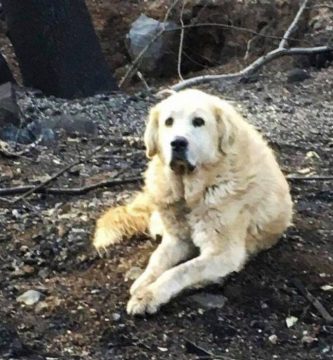 Perro guarda su casa después de incendio