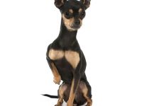 perro ratón de praga