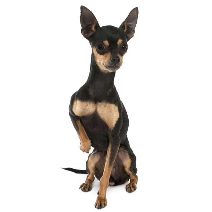 perro ratón de praga
