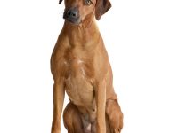 Rhodesian ridgeback