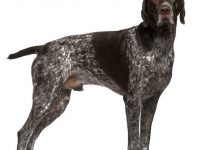 braco alemán de pelo corto